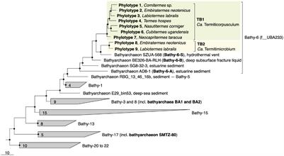 Metabolic Potential for Reductive Acetogenesis and a Novel Energy-Converting [NiFe] Hydrogenase in Bathyarchaeia From Termite Guts – A Genome-Centric Analysis